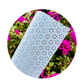 MALDIVAS SUNFLOWER